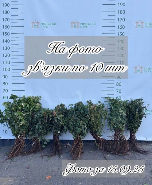 Троянда англійська Королева Швеції 0710 фото