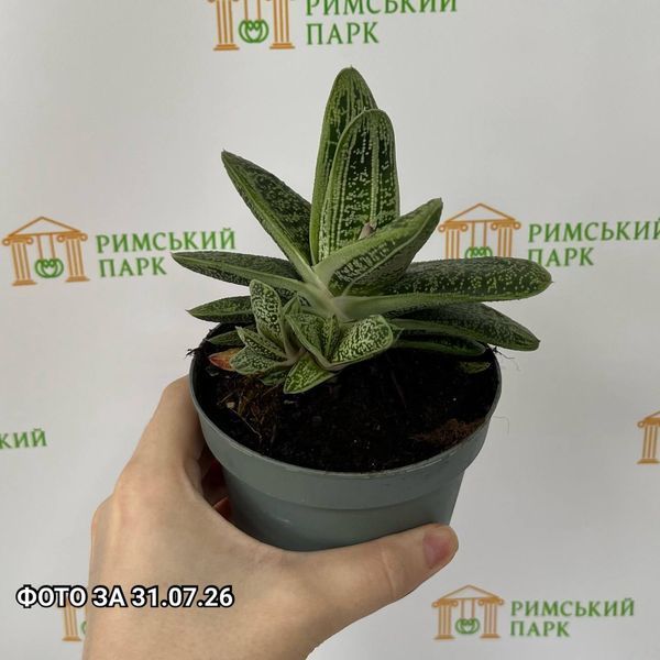 Гастерія Літл Варті 4401 фото