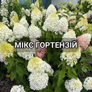 Набір гортензій другого року 3 шт 0178-2 фото