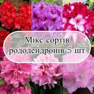 Мікс 5 сортів Рододендронів ( сорти не обираються ) 0829 фото