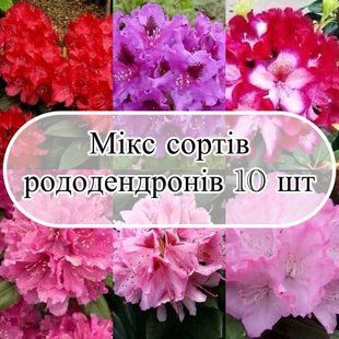 Мікс 10 сортів Рододендронів ( сорти не обираються ) 0830 фото