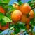 Саджанці абрикосів