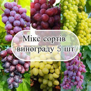 Мікс 5 сортів Винограду ( сорти не обираються ) 4133 фото