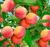 Саджанці персиків