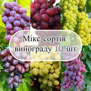 Мікс 10 сортів Винограду ( сорти не обираються ) 4134 фото