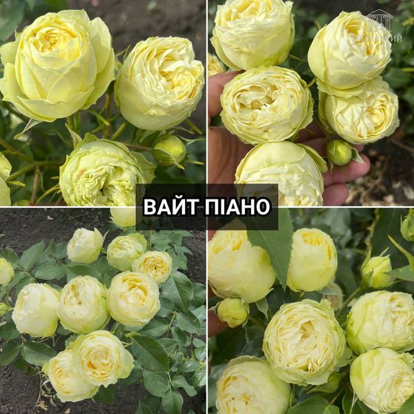 Троянда півонієподібна Вайт Піано 0723 фото