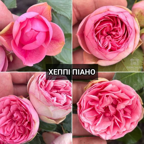 Троянда півонієподібна Хеппі Піано 0719 фото