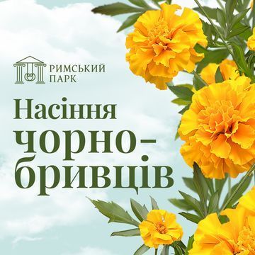 Насіння Чорнобривців