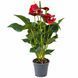 Антуріум червоний 4462 фото 3